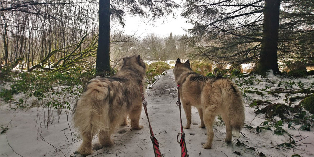 Dogs walking in snow