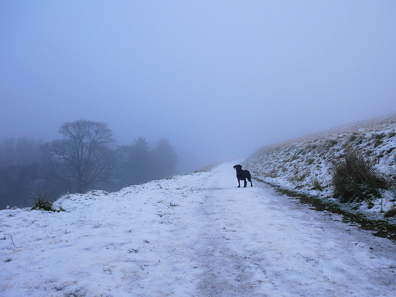 Labrador Nellie on snowy path