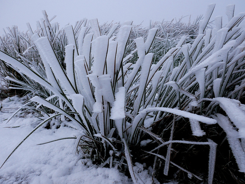 Frozen plantlife