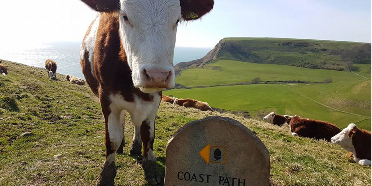 Cow at coastal marker on headland
