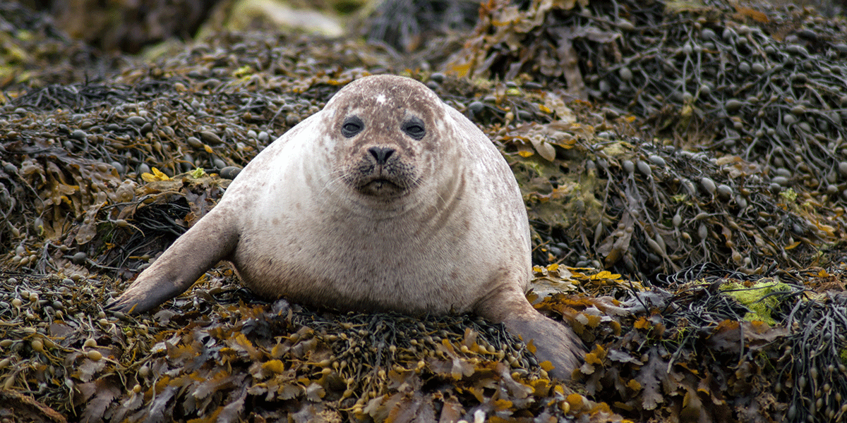 A seal in Scotland
