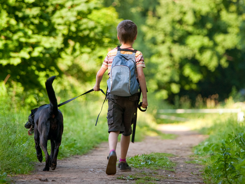 Young boy walking a dog