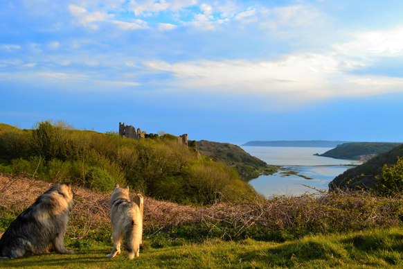 Dog walking near Three Cliffs Bay