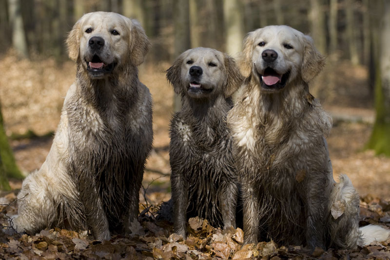 Muddy, but still good dogs
